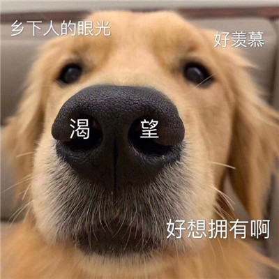 狗狗沙雕表情图片搞笑 关于狗的聊天表情包2020